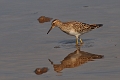 pectoral sandpiper, sandpiper-7